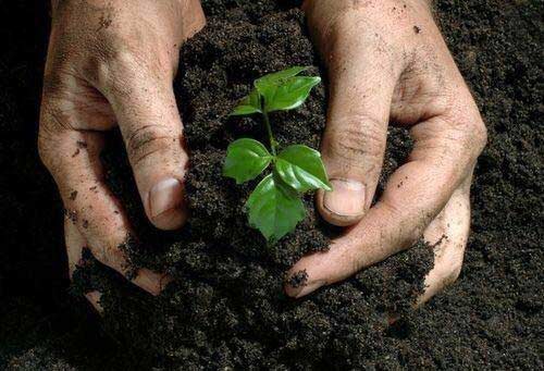 Bio Fertilizer Ingredients